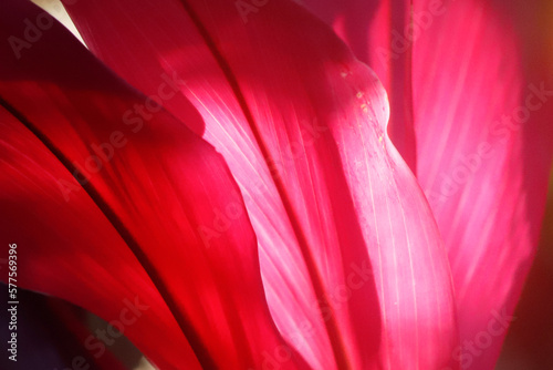 Composição com folhas vermelho e rosa em uma fotografia que captura a essência da natureza. Uma imagem que inspira energia, coragem, vivacidade. 