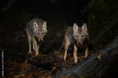 Two Coyote (Canis latrans) hunting at night. photo