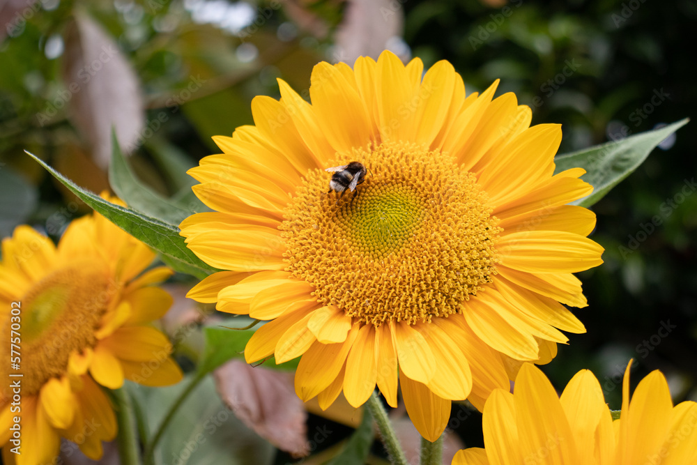 Obraz premium bee on flower