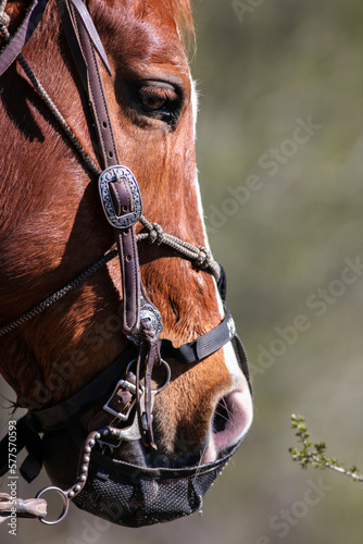 A Horse on the Trail looking at the Bridal and the Face