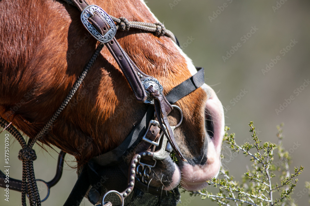 Obraz premium A Horse on the Trail looking at the Bridal and the Face