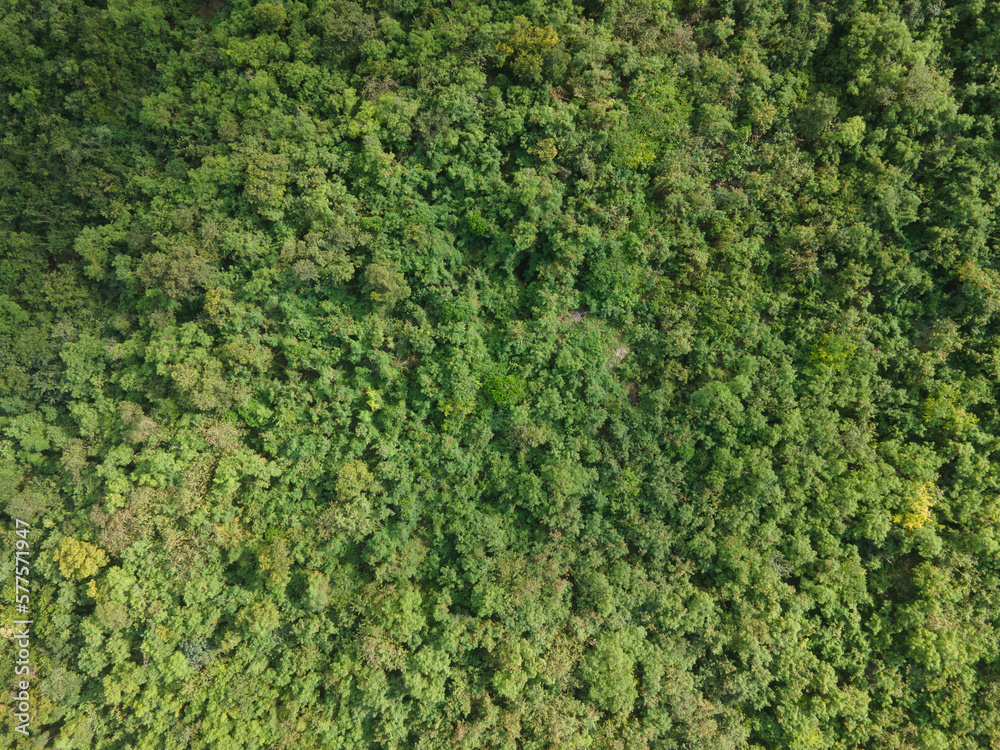 Aerial view of tropical rainforest in the Caribbean