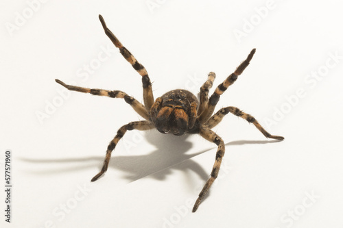 Lycosa is a genus of wolf spiders. (Lycosa singoriensis). © Piotr