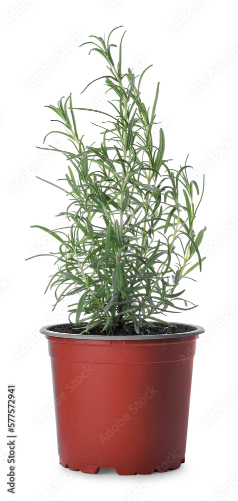 Aromatic green potted rosemary on white background