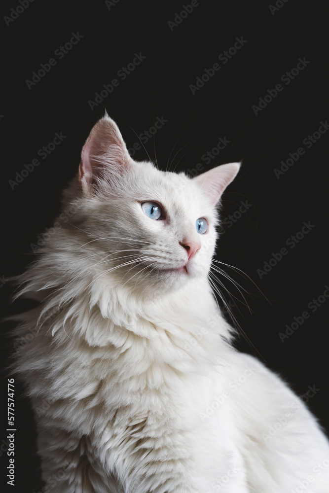 Gato blanco con ojos azules en fondo negro