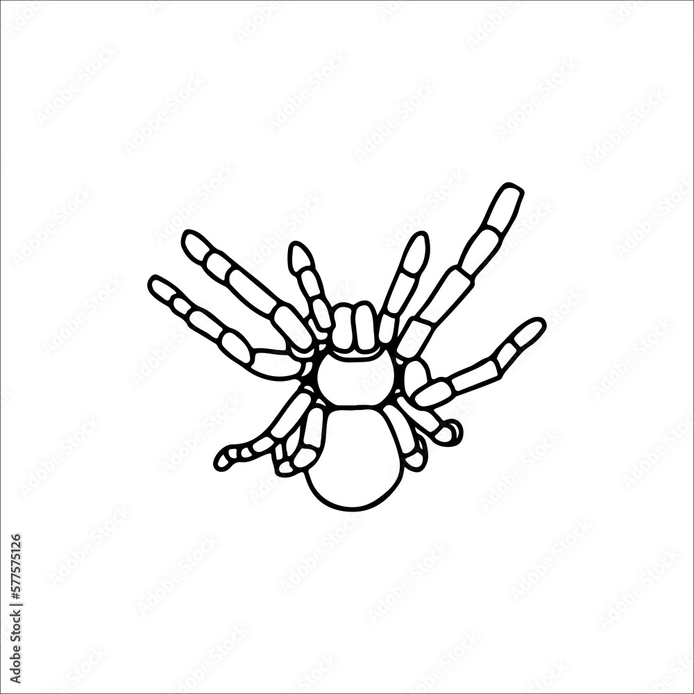 vector illustration of tarantula spider vector illustration of tarantula spider