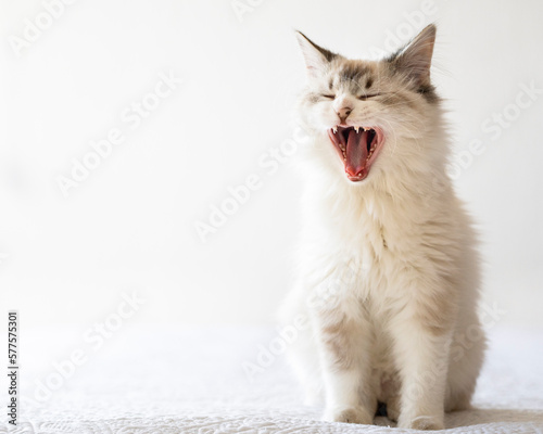 Принти на полотні gatito blanco bostezando sentado en clave alta