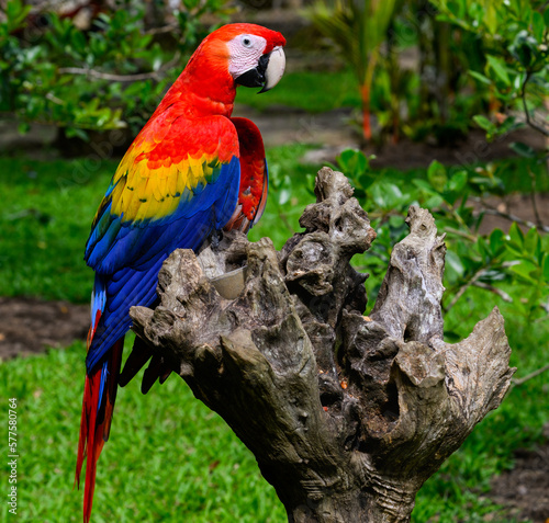 Scarlet Macaw closeup portrait on snag