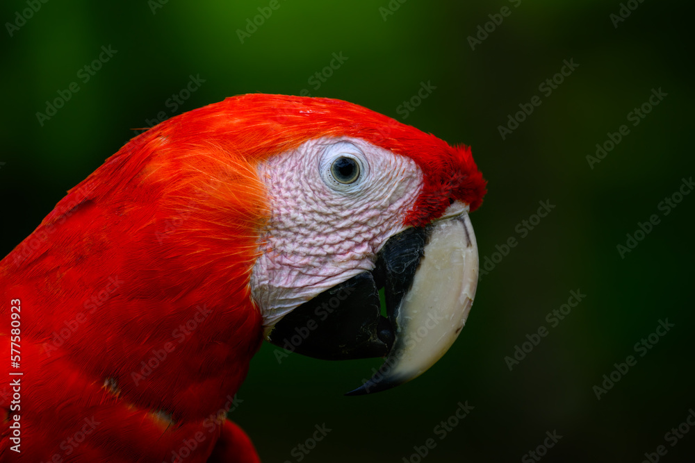 Scarlet Macaw closeup portrait on green background