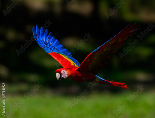 Scarlet Macaw in flight over field with green grass © FotoRequest