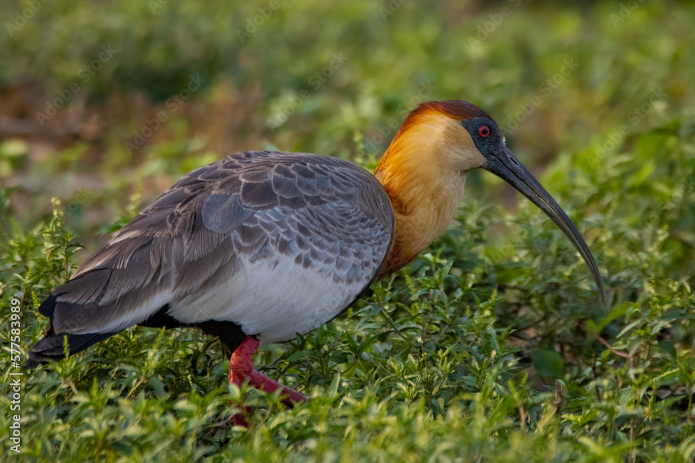 Obraz premium Cerrado Ibis