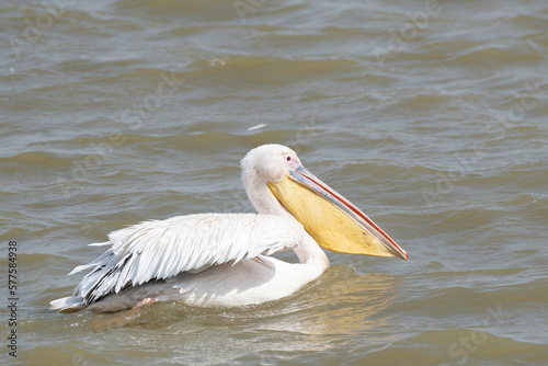 Great white pelican swimming