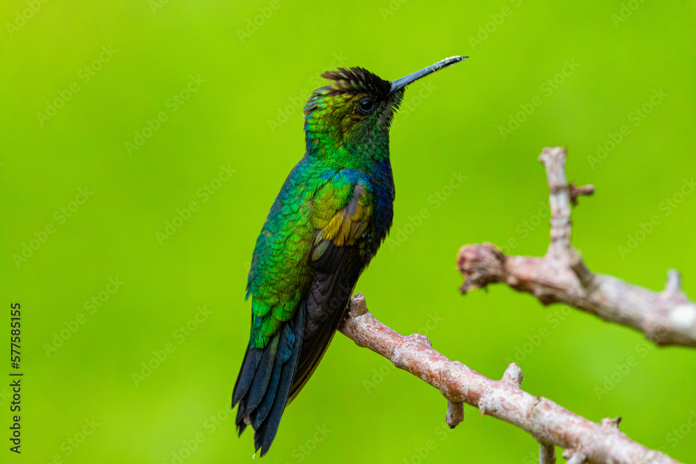hummingbird on a branch
