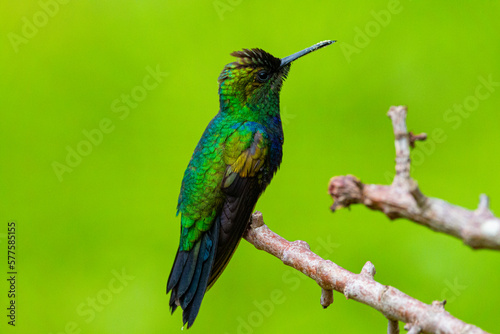 hummingbird on a branch © Ubirajara Oliveira