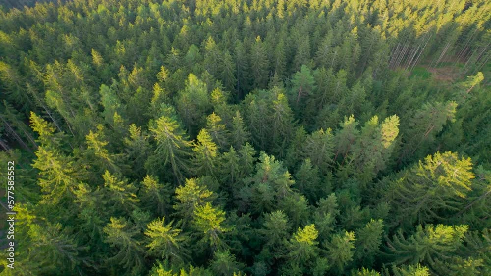 AERIAL: Dense forested area with tops of spruce canopies glowing in golden light. Magnificent view over evergreen mountainous woodland area with conifers touched by last sunlight of a spring day.