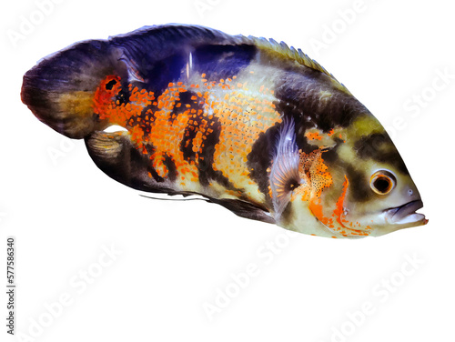 Isolated An Oscar fish, Red velvet, Cichlid, warm color tone, orange black mottled color, transparent background, cutout, element photo