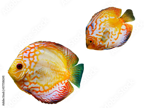 Vibrant colorful of Discus Fish, cichlids fish, Pompadour Fish, Symphysodon Fish swimming underwater, fish tank, Aquarium Phuket