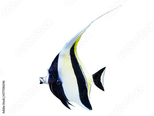 Fototapeta Naklejka Na Ścianę i Meble -  Isolated, Pennant coralfish, Heniochus acuminatus, longfin bannerfish,  Tropical striped black and yellow fish, transpareant background, cutout
