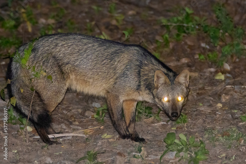 brazilian fox in the wild
