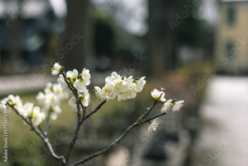 Plum tree blossom in spring. Close-up plum blossom. Focus on flower. Japan earlu plum blossom and cherry blossom March 2023 photo