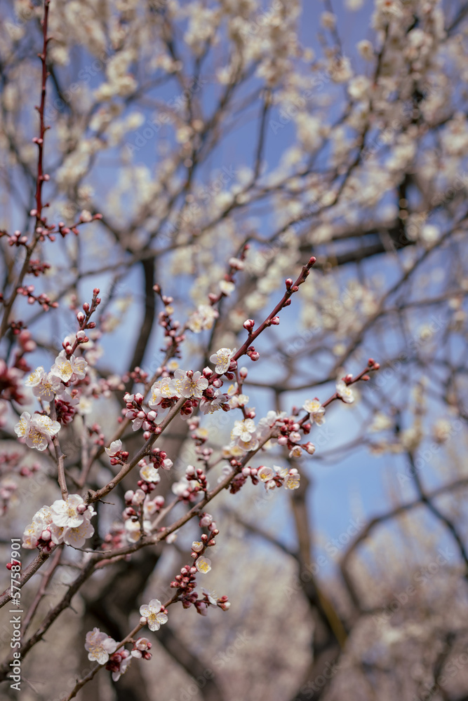 Plum tree blossom in spring. Close-up plum blossom. Focus on flower. Japan earlu plum blossom and cherry blossom March 2023 Plum tree blossom in spring. Close-up plum blossom. Focus on flower. Japan earlu plum blossom and cherry blossom March 2023