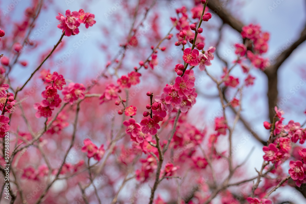 Dark Pink Plum flowers blooming under the early spring sun light. Close up macro photograph. focus on the flowers Dark Pink Plum flowers blooming under the early spring sun light. Close up macro photograph. focus on the flowers