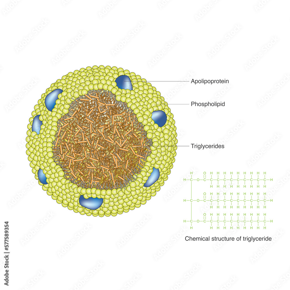 Triglycerides, also known as neutral fats, are lipids formed by the