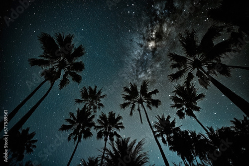 palm trees with night sky