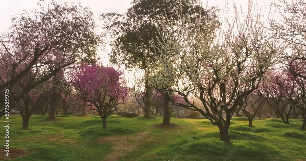 Plum blossoms bloom in spring in Wuhan East Lake Plum Garden Plum blossoms bloom in spring in Wuhan East Lake Plum Garden