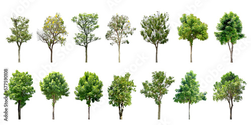   Collection Trees and bonsai green leaves. total 14 trees.  png   