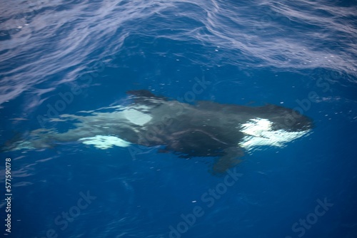 Orca's - Bremer Bay Western Australia © Yves