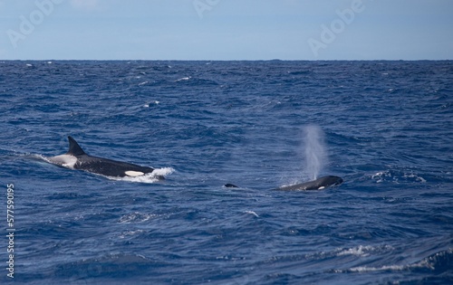 Orca's - Bremer Bay Western Australia