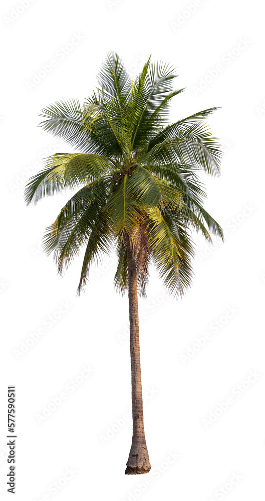 Coconut palm tree isolated on white background with clipping path.