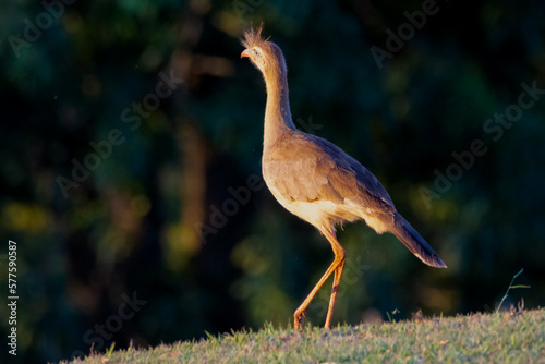 Red-legged Seriema