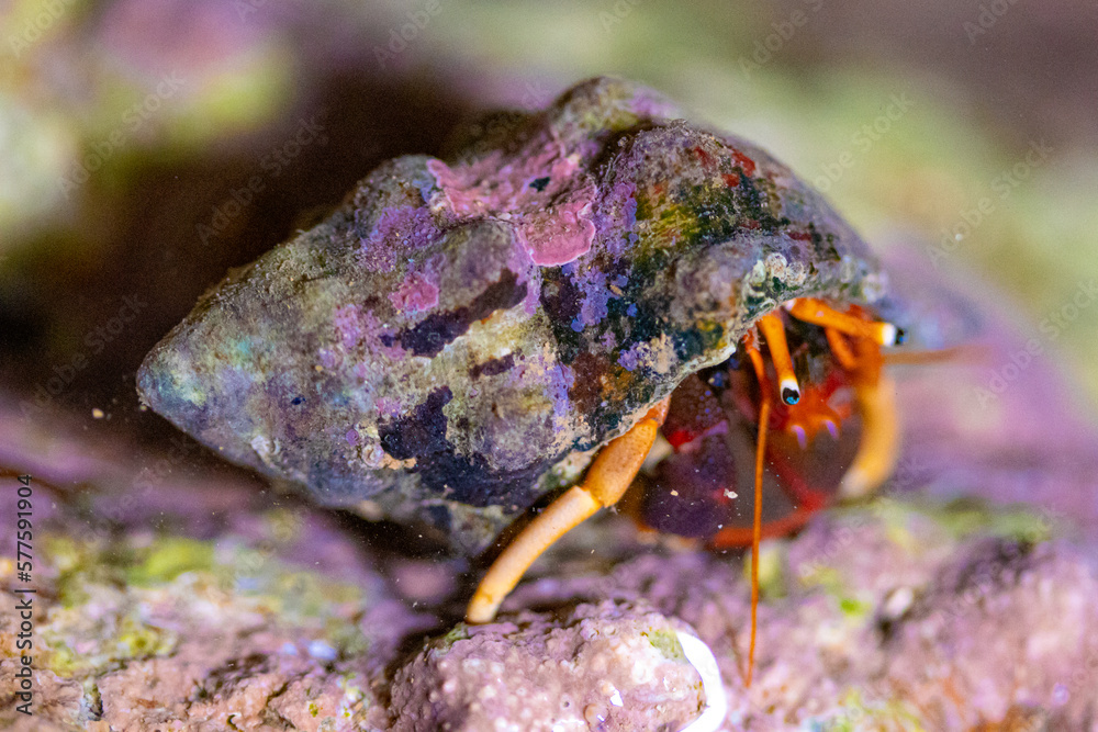 Fototapeta premium crab