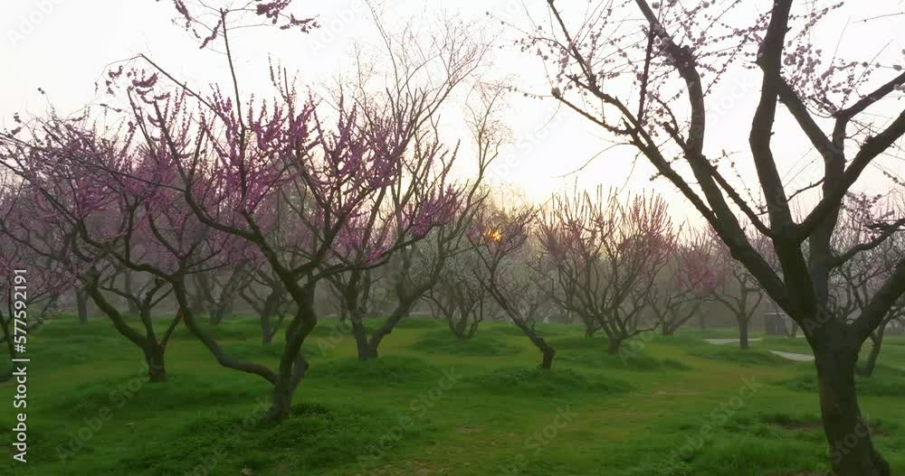 Plum blossoms bloom in spring in Wuhan East Lake Plum Garden Plum blossoms bloom in spring in Wuhan East Lake Plum Garden