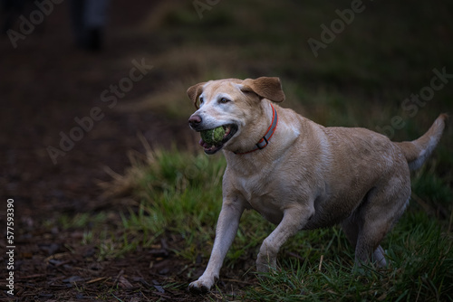 2023-02-19 YELLOW LABRADOR RUNNING WITH BALL IN ITS MOUTH AT MARYMOOR PARK IN REDMOND WASHINGTON