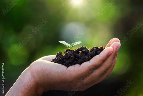 hand holding small tree for planting. concept green world earth day