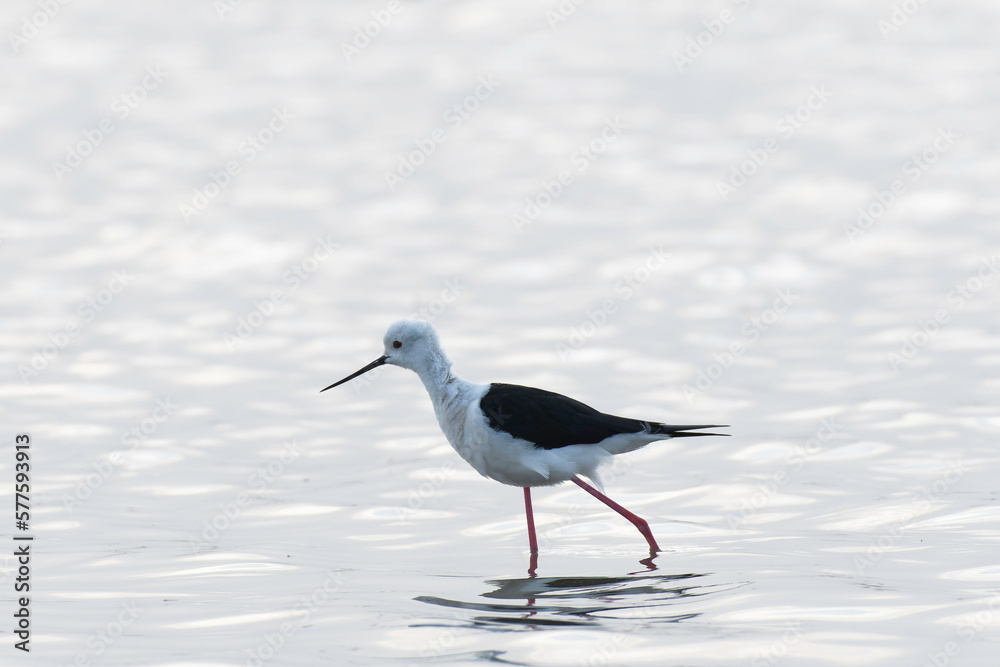 Black-winged stilt Black-winged stilt