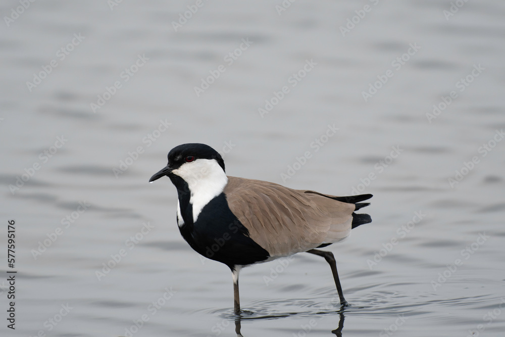 Fototapeta premium Spur-winged lapwing