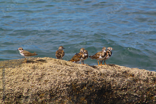 a flock of birds