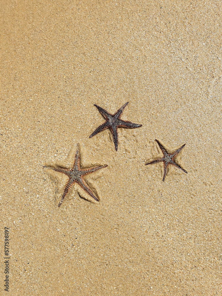 starfish on the sand at the beach with space for text starfish on the sand at the beach with space for text