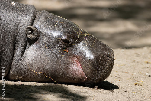 Tablou canvas hippopotamus pigmeu