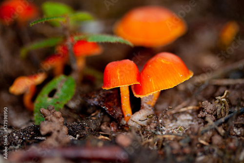 orange cap mushroom