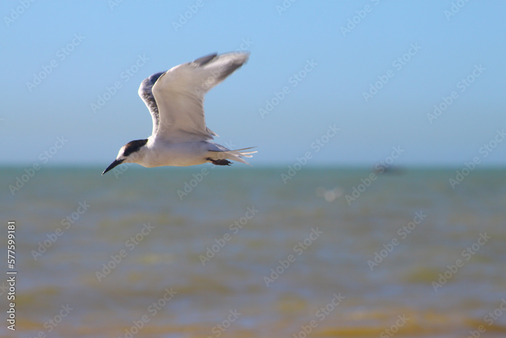 Fototapeta premium seagulls