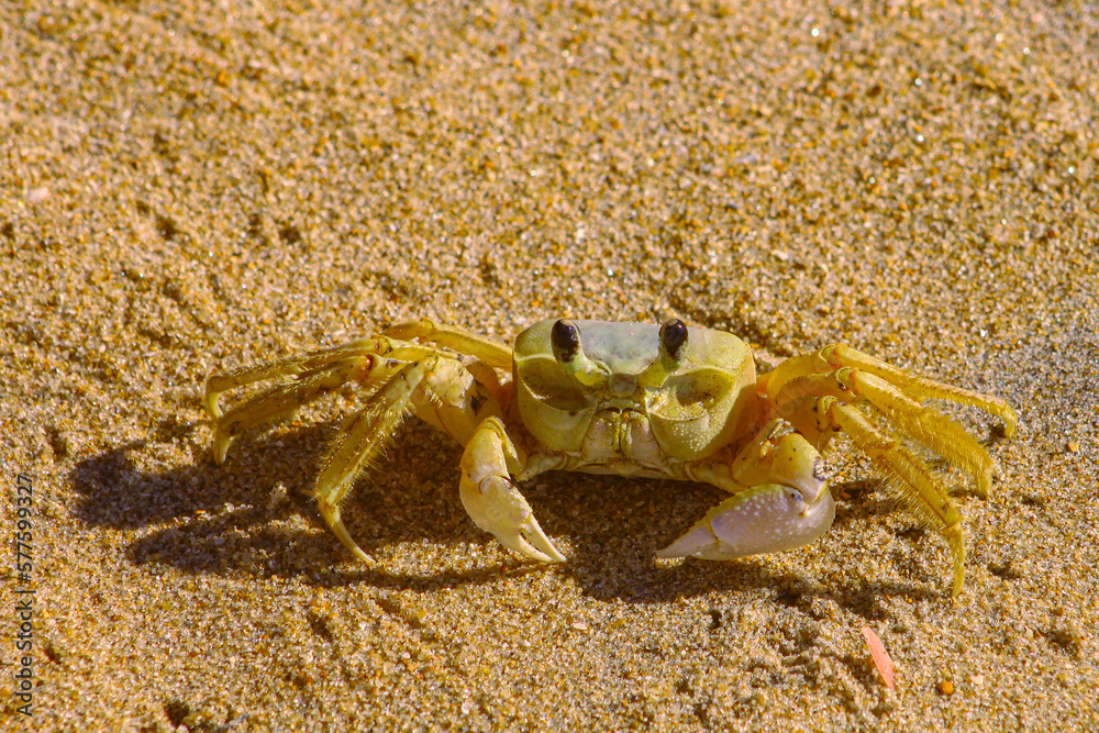 crab on sand