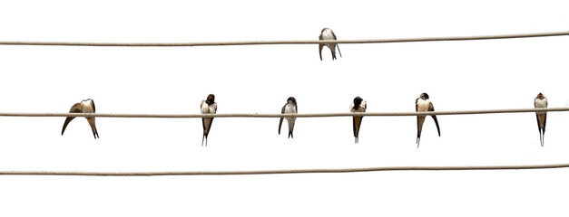 swallows birds waiting on the cords to travel