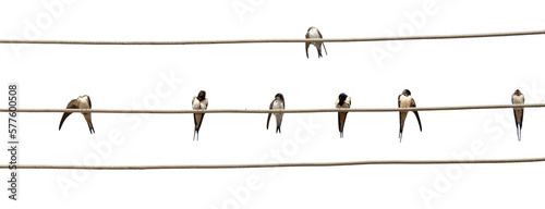 swallows birds waiting on the cords to travel