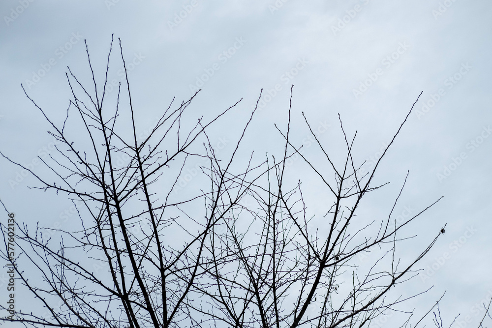 Tree Branch against blue dull sky Tree Branch against blue dull sky