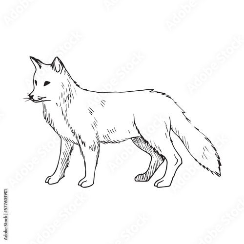 Monochrome illustration of animal in sketch style. Hand drawings in art ink style. Black and white graphics.